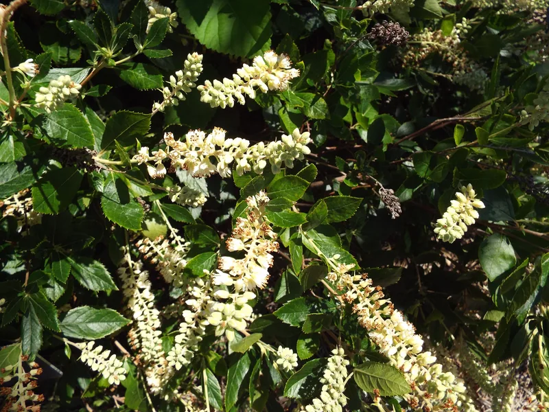 Sweet pepperbush (Clethra alnifolia) in flower