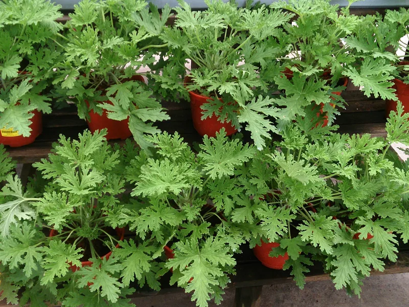 Citrosa geranium (Pelargonium 'Citrosum')